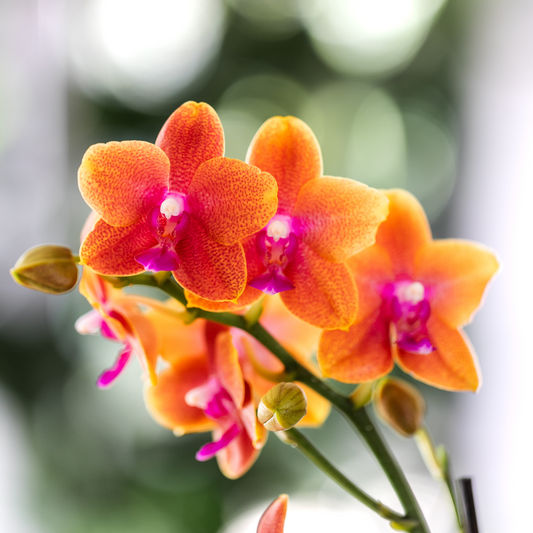 4 duftende orangefarbene Phalaenopsis-Orchideen - Topfgröße Ø12cm - Zimmerpflanze