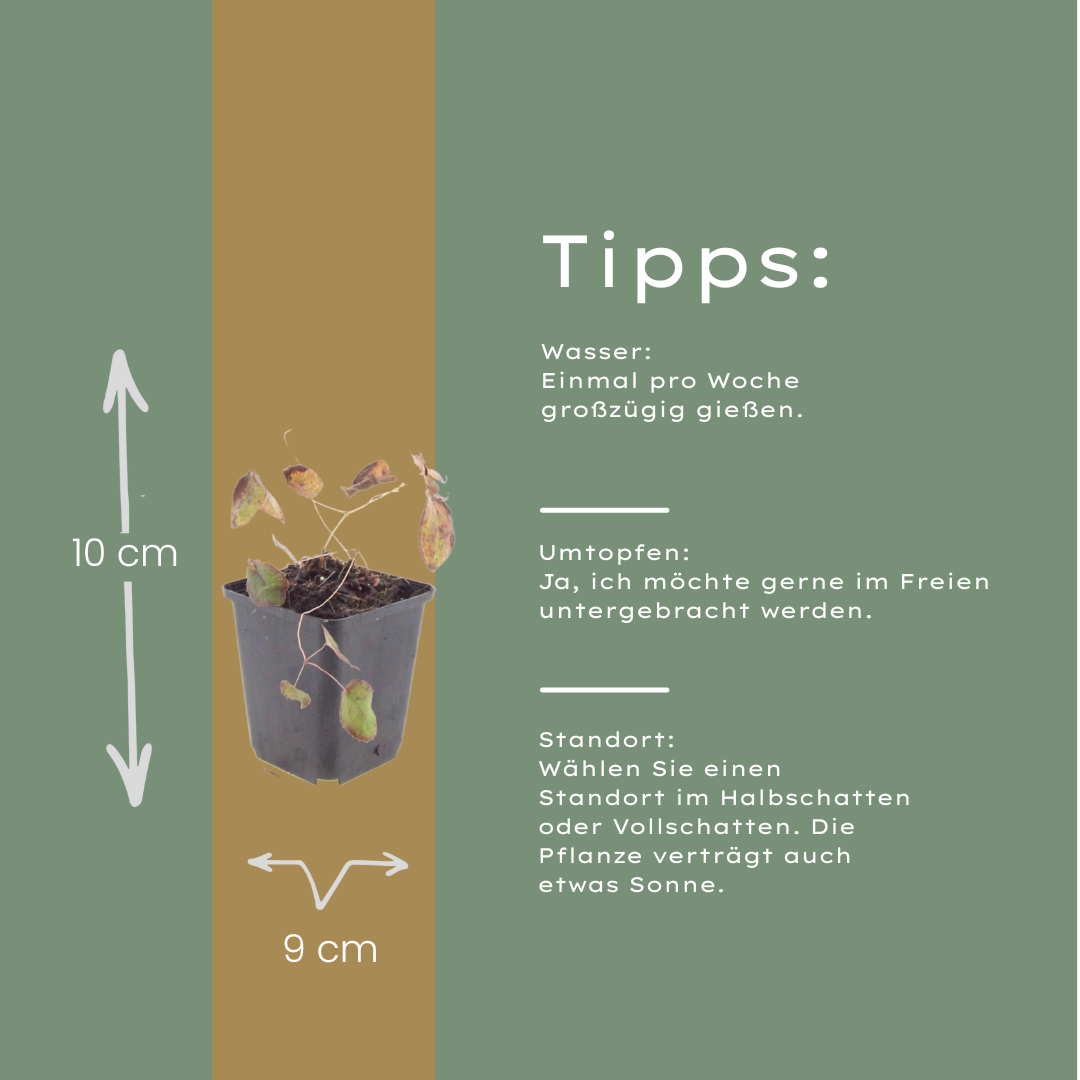 Elfenblume Epimedium rubrum – 6 Pflanzen – 10-25cm – Ø9cm – Winterharte Schattenstaude mit rotrosa Blüten – Bodendecker für Garten & Gehölzrand