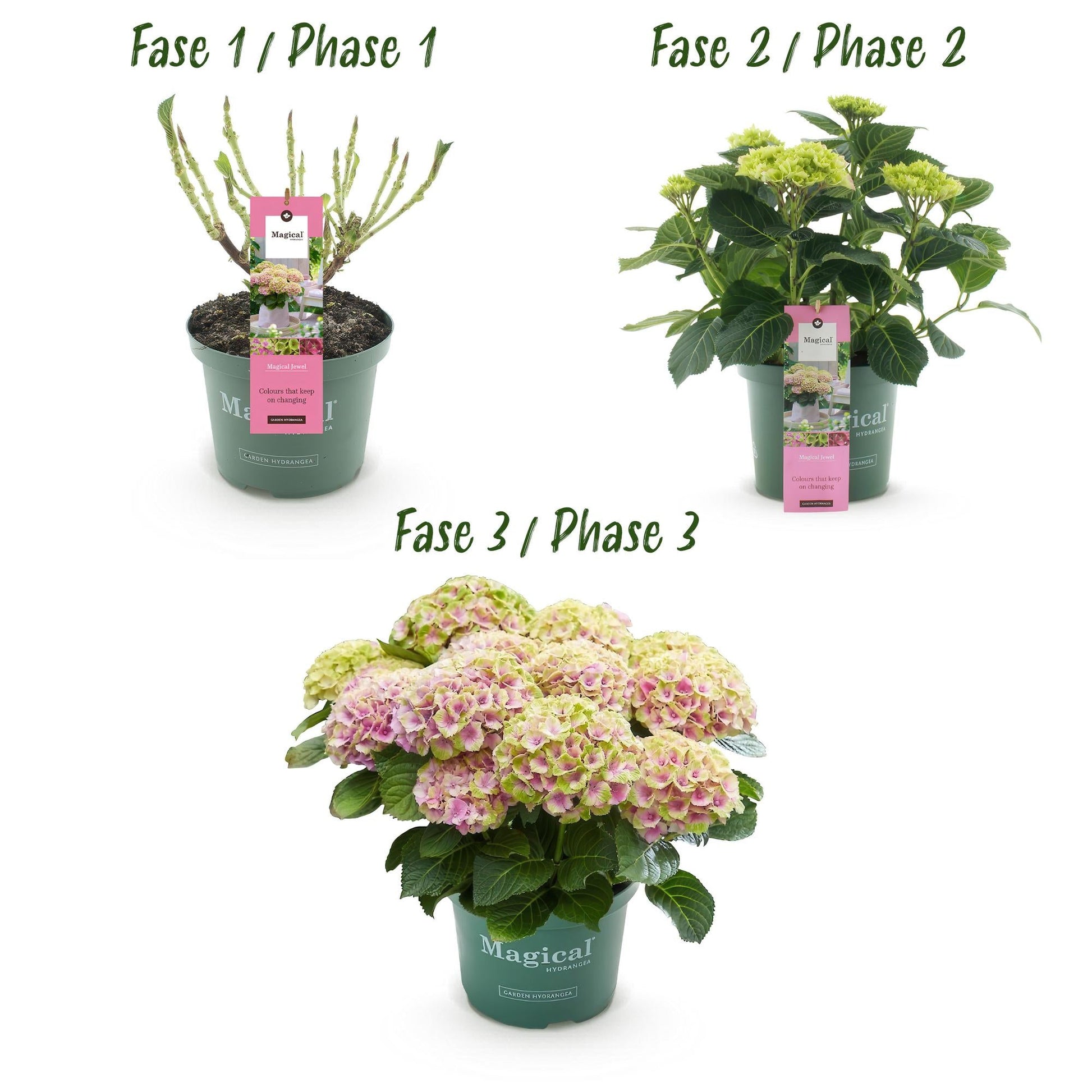 Hortensie Magical Jewel Pink – Hydrangea macrophylla – Rosa – Balkonpflanze – Im 23 cm Topf – Ca. 55 cm hoch – 6–10 Blüten – Für Balkon, Terrasse & Beet – Reichblühend & Farbakzent 