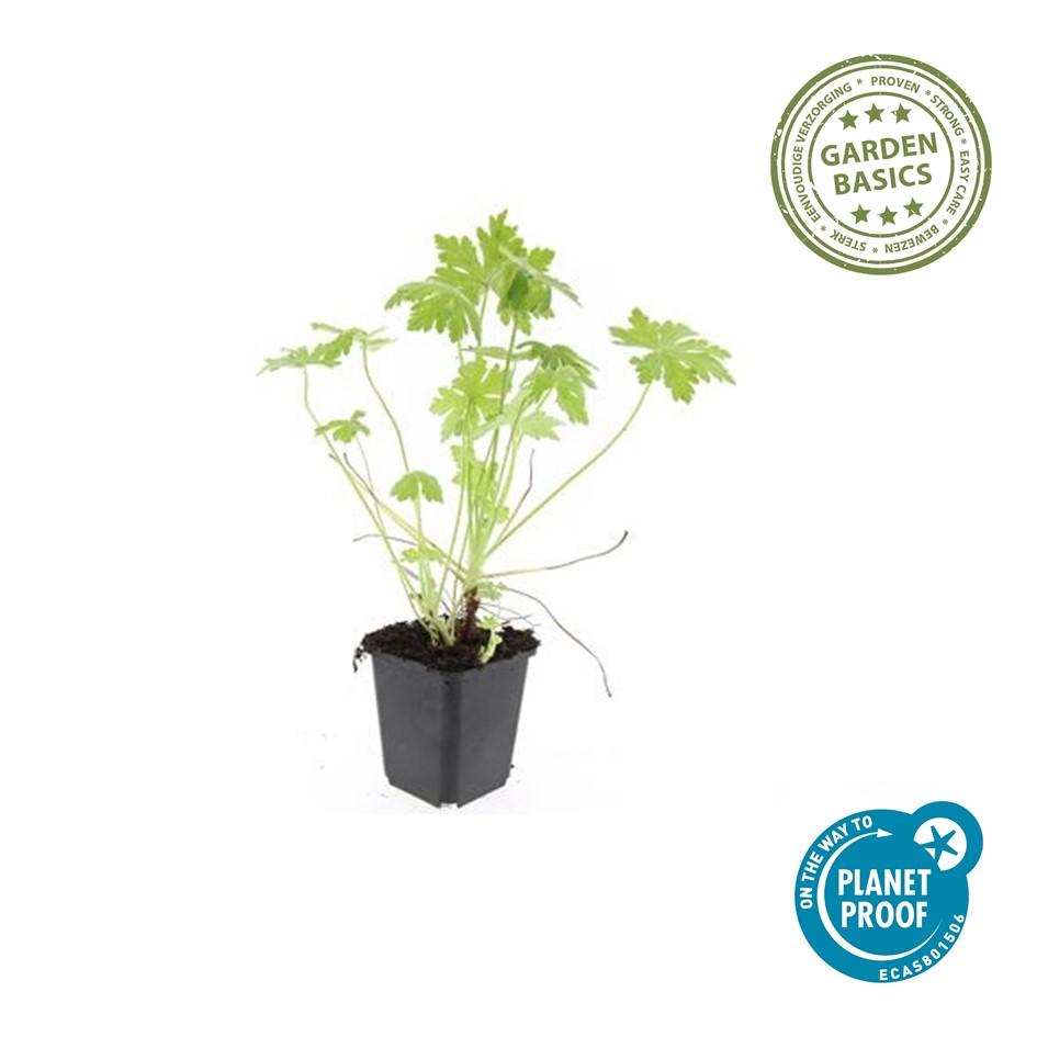 Balkan-Storchschnabel - Geranium macrorrhizum - ↕10-25cm - Ø9cm - 20 Stück