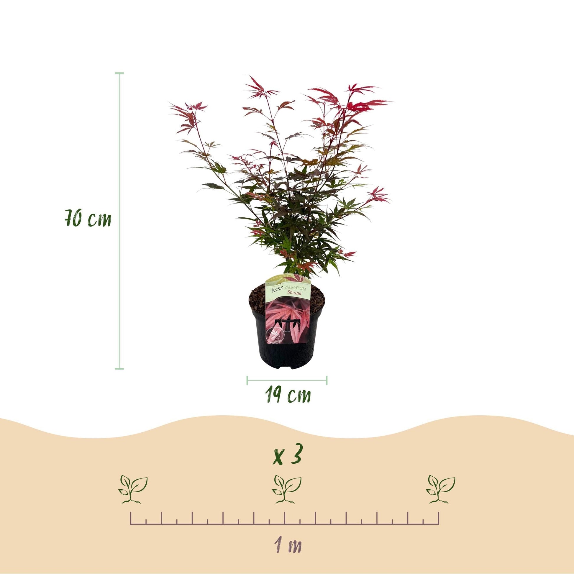 Japanischer Ahorn – Acer palmatum 'Shaina' – 2 Pflanzen – ca. 70 cm hoch – Topf Ø19 cm – tiefrote Blätter – Balkon- & Gartenpflanze 