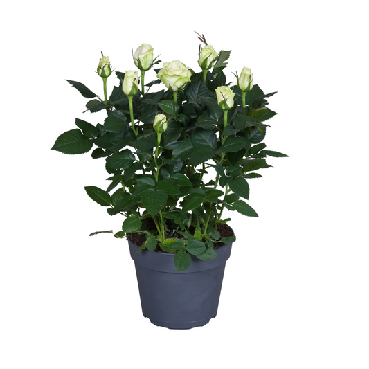 Rose Weiß - Topfrose - Ø17cm - ↕45cm