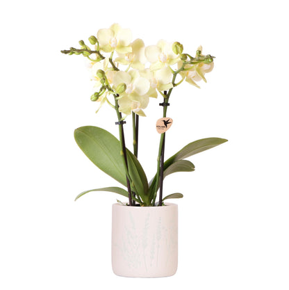 Gelbe Orchidee Mexico + Floral Ziertopf Hellblau – Topfgröße Ø9cm - Zimmerpflanze 