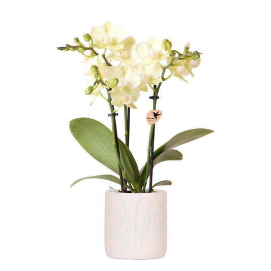 Gelbe Orchidee Mexico + Floral Ziertopf Hellblau – Topfgröße Ø9cm - Zimmerpflanze