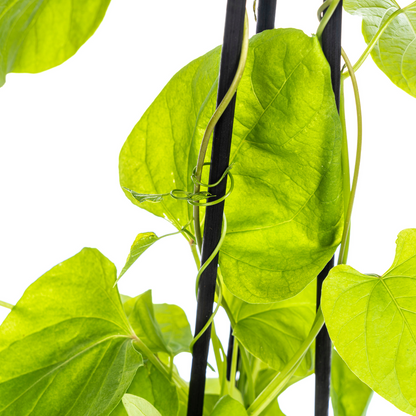 Himmelblaue Prunkwinde - Ipomoea tricolor Heavenly Blue - Ø13 cm - ↕60 cm - 4 Pflanzen 