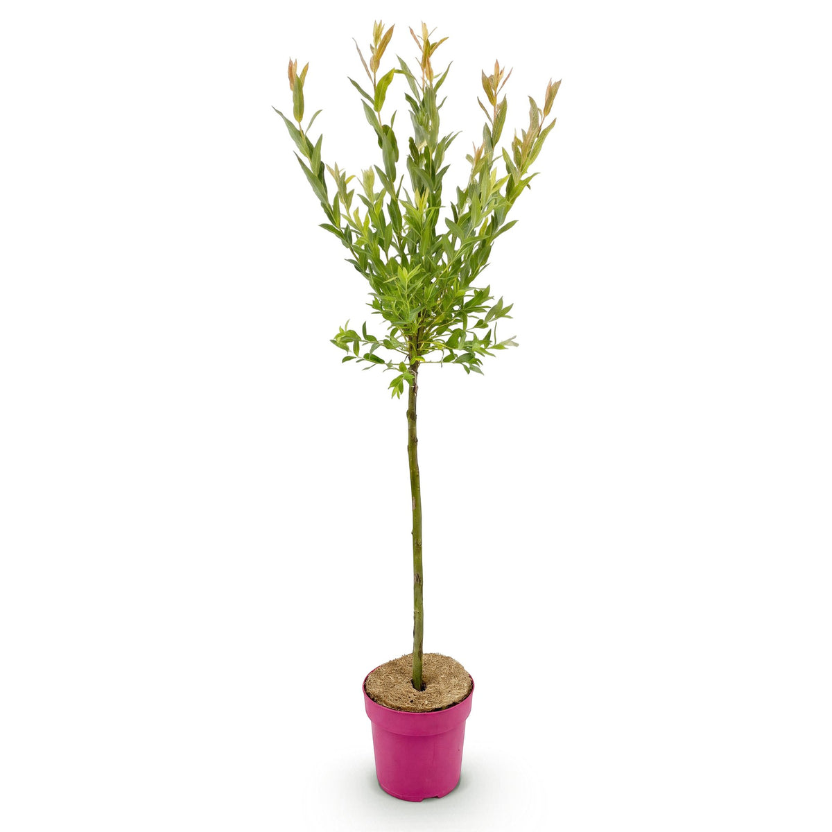 Flamingo-Weide – Salix 'Flamingo' – Topf Ø19cm – Höhe 90-100cm