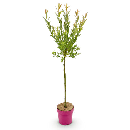 Flamingo-Weide – Salix 'Flamingo' – Topf Ø19cm – Höhe 90-100cm