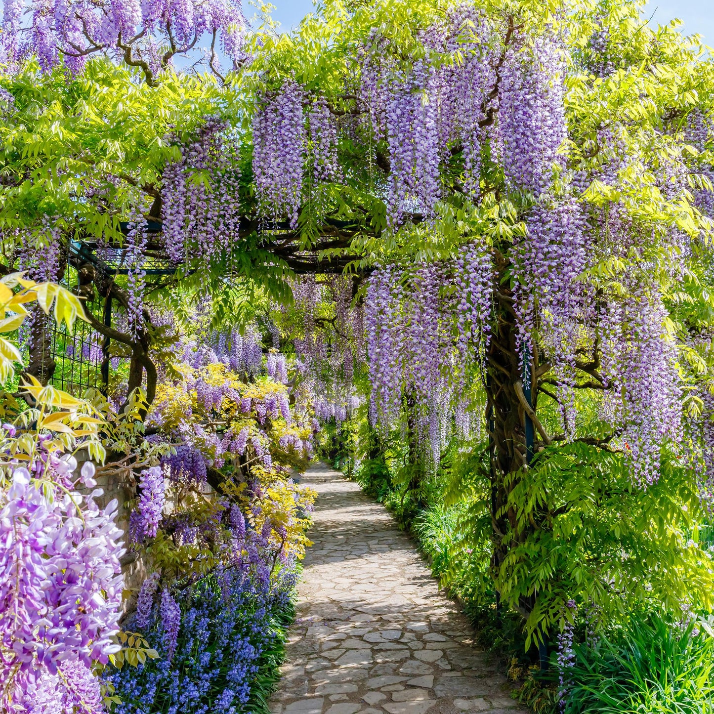 Blauregen Wisteria floribunda Prolific – Kletterpflanze – Blüte Blau – Duftend – Schnellwachsend – 11cm Höhe 40cm – Für Pergolen & Zäune 
