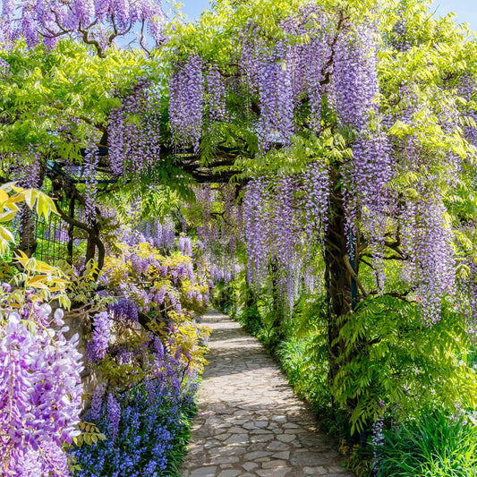Blauregen Wisteria floribunda Prolific – Kletterpflanze – Blüte Blau – Duftend – Schnellwachsend – 11cm Höhe 40cm – Für Pergolen & Zäune 
