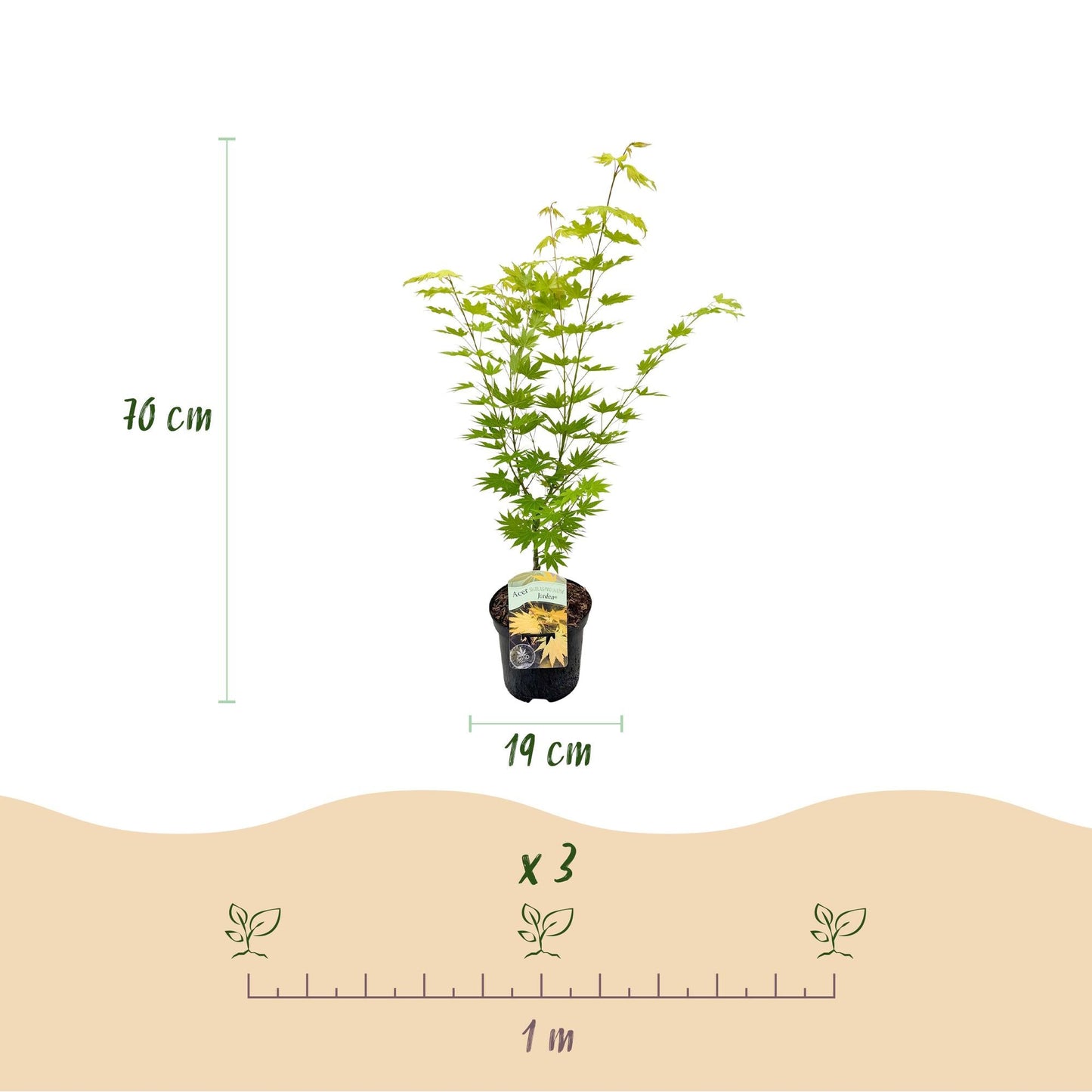 Japanischer Ahorn – Acer palmatum 'Jordan' – 2 Pflanzen – ca. 70 cm hoch – Ø19 cm – leuchtend gelbe Blätter – Balkon- & Gartenpflanze 