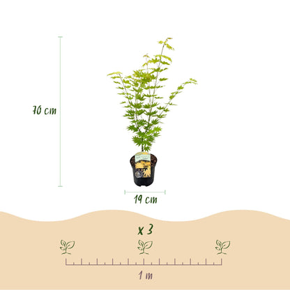 Japanischer Ahorn – Acer palmatum 'Jordan' – 2 Pflanzen – ca. 70 cm hoch – Ø19 cm – leuchtend gelbe Blätter – Balkon- & Gartenpflanze 