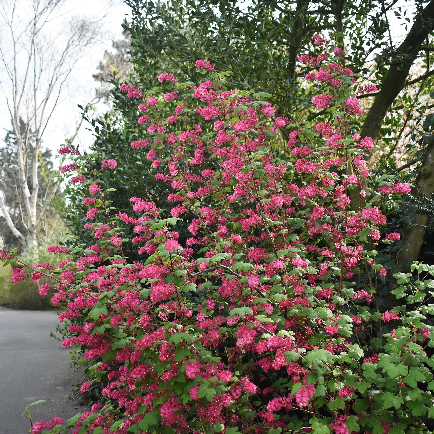 Blutjohannisbeere Ribes sanguineum 'Kind Edward' – Rosa Blüte – Bienenfreundlich – Frühjahrsblüher – Pflegeleicht – Ø17 cm – Höhe ca. 45 cm 