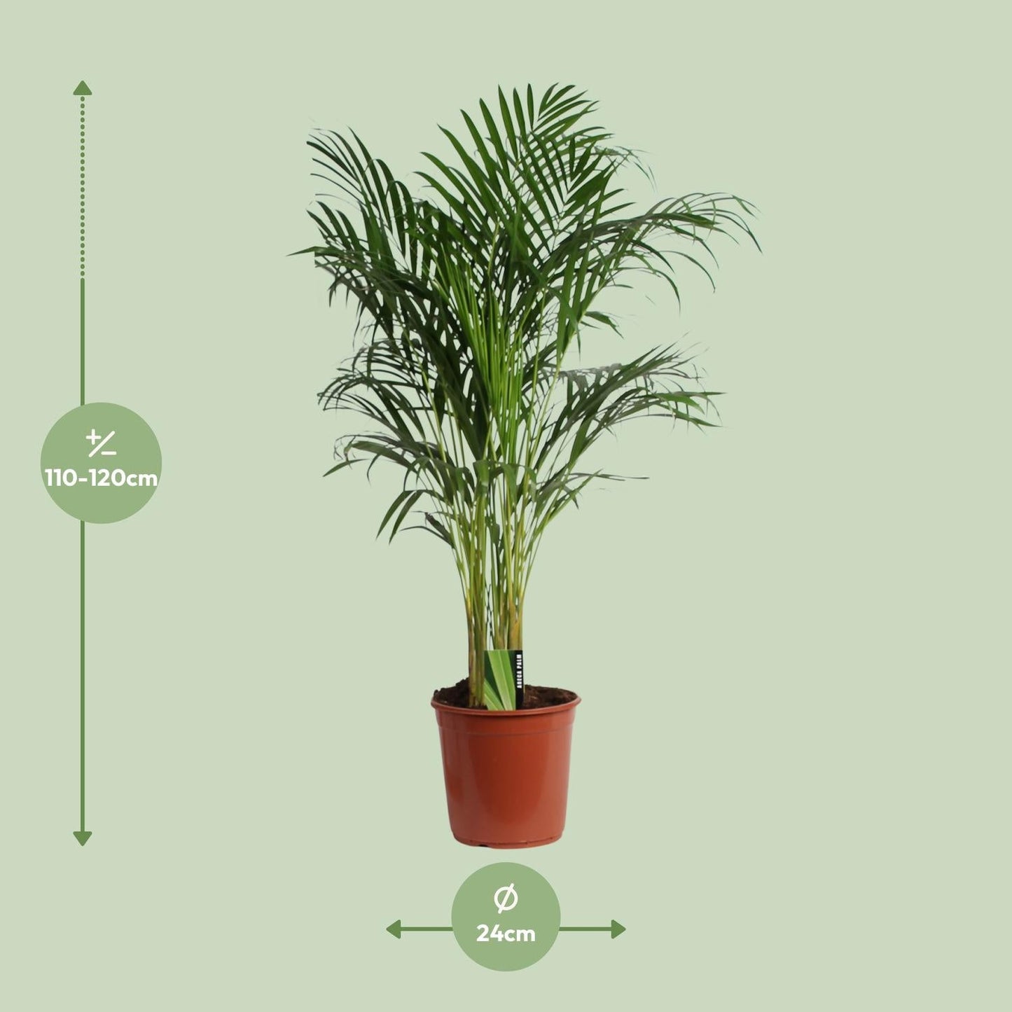Areca Palme – Dypsis Lutescens – Zimmerpflanze – Ø24cm  – ↕120cm – Tropische Grünpflanze mit luftreinigender Wirkung – Für Wohnzimmer, Büro & Wintergarten 