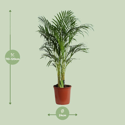 Areca Palme – Dypsis Lutescens – Zimmerpflanze – Ø24cm  – ↕120cm – Tropische Grünpflanze mit luftreinigender Wirkung – Für Wohnzimmer, Büro & Wintergarten 