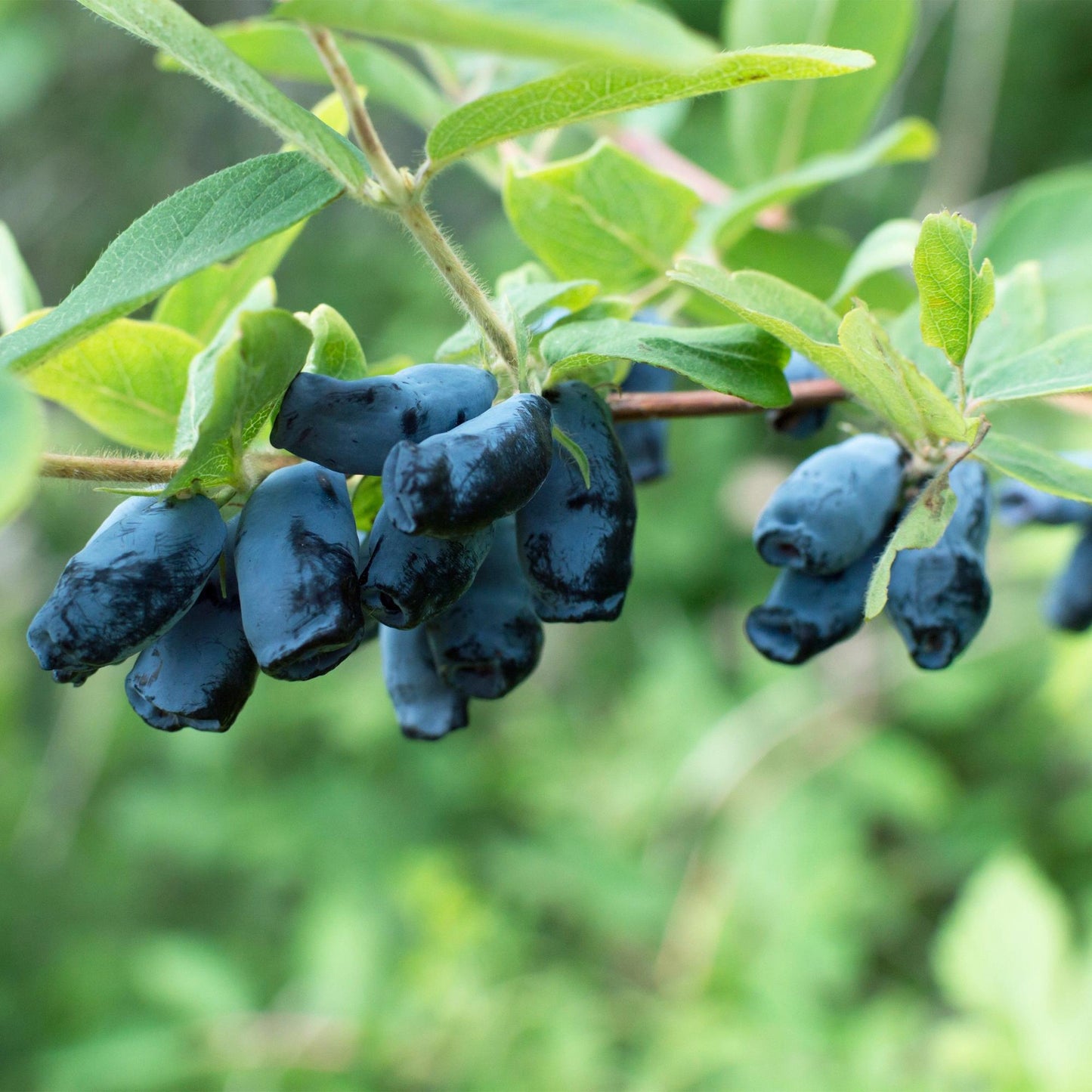 Blaubeere - Honigbeere - Lonicera caerulea Kamchatika - Obstpflanze - 2 Pflanzen - Topf 15cm Höhe 50cm