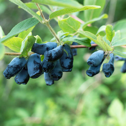 Blaubeere - Honigbeere - Lonicera caerulea Kamchatika - Obstpflanze - 2 Pflanzen - Topf 15cm Höhe 50cm