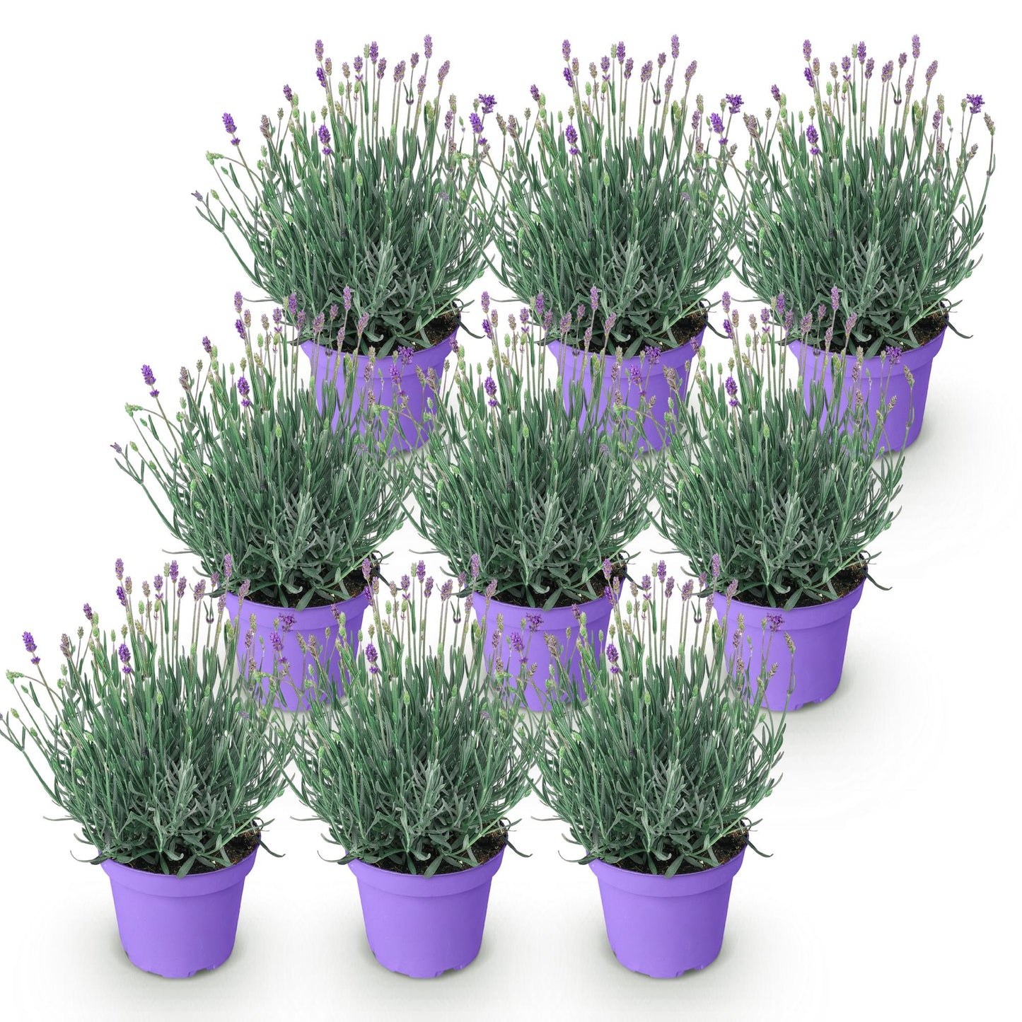 Green boutiQ - Gartenpflanze - Lavandula angustifolia Munstead - Lavendel - Winterhart - Lila - 9 Pflanzen - Topf 12cm - Höhe 15-25cm 