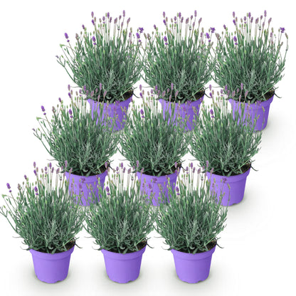 Green boutiQ - Gartenpflanze - Lavandula angustifolia Munstead - Lavendel - Winterhart - Lila - 9 Pflanzen - Topf 12cm - Höhe 15-25cm 
