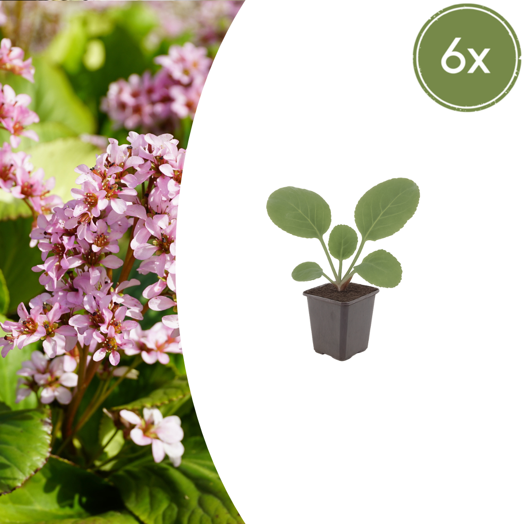 Schusterblume Bergenia cordifolia – 6 Pflanzen – 10-25cm – Ø9cm – Immergrüne Staude mit rosa Blüten – Winterharte Gartenpflanze für Beet, Schatten & Bodendecker