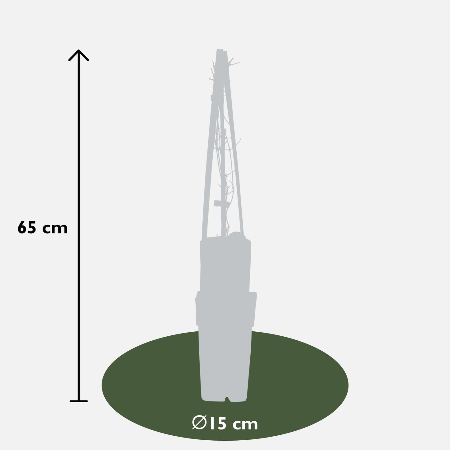 Waldrebe - Clematis Nelly Moser – 3 Pflanzen - Zweimal blühende Kletterpflanze mit weißen Blüten – Ø15 cm Topf – Ca. 65 cm hoch – Blüte Mai–Juni & Juli–September – Perfekt für Garten, Pergola & Zaun 