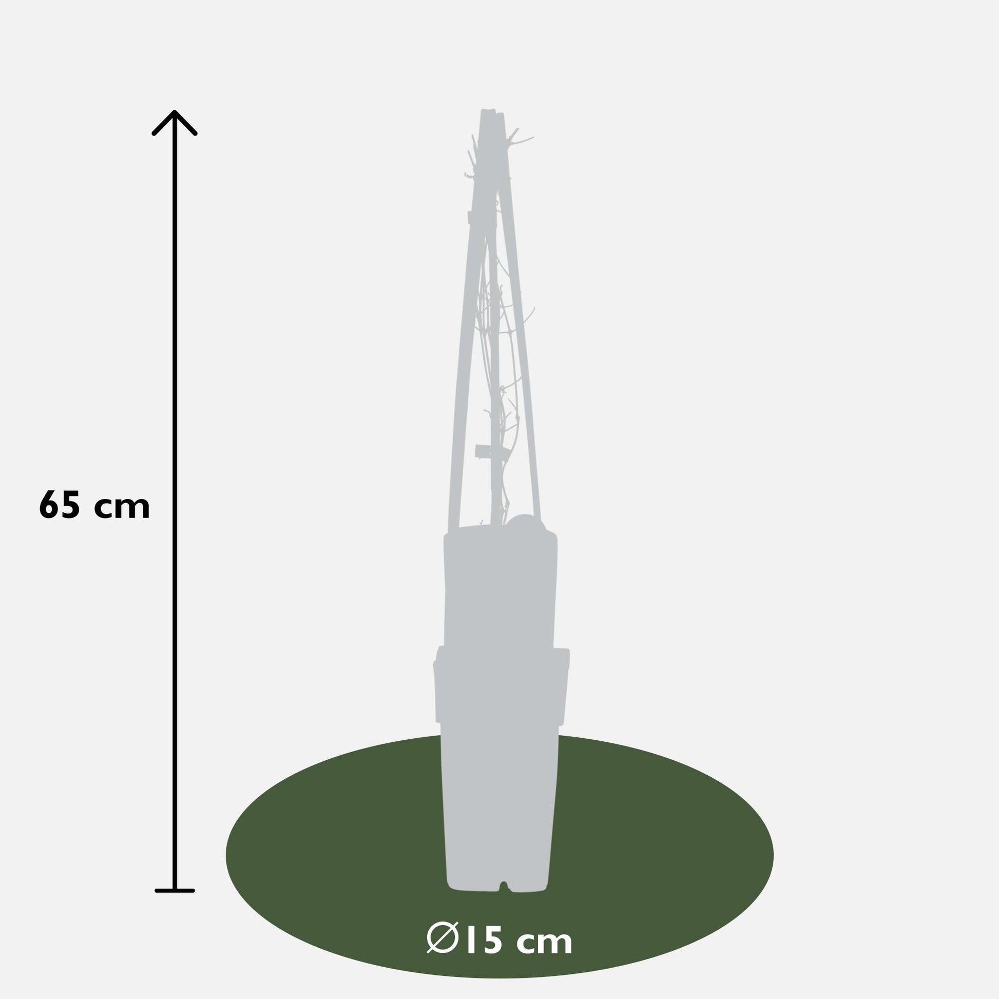 Waldrebe - Clematis Nelly Moser – 3 Pflanzen - Zweimal blühende Kletterpflanze mit weißen Blüten – Ø15 cm Topf – Ca. 65 cm hoch – Blüte Mai–Juni & Juli–September – Perfekt für Garten, Pergola & Zaun 