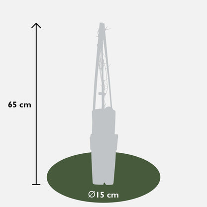 Waldrebe - Clematis Nelly Moser – 3 Pflanzen - Zweimal blühende Kletterpflanze mit weißen Blüten – Ø15 cm Topf – Ca. 65 cm hoch – Blüte Mai–Juni & Juli–September – Perfekt für Garten, Pergola & Zaun 