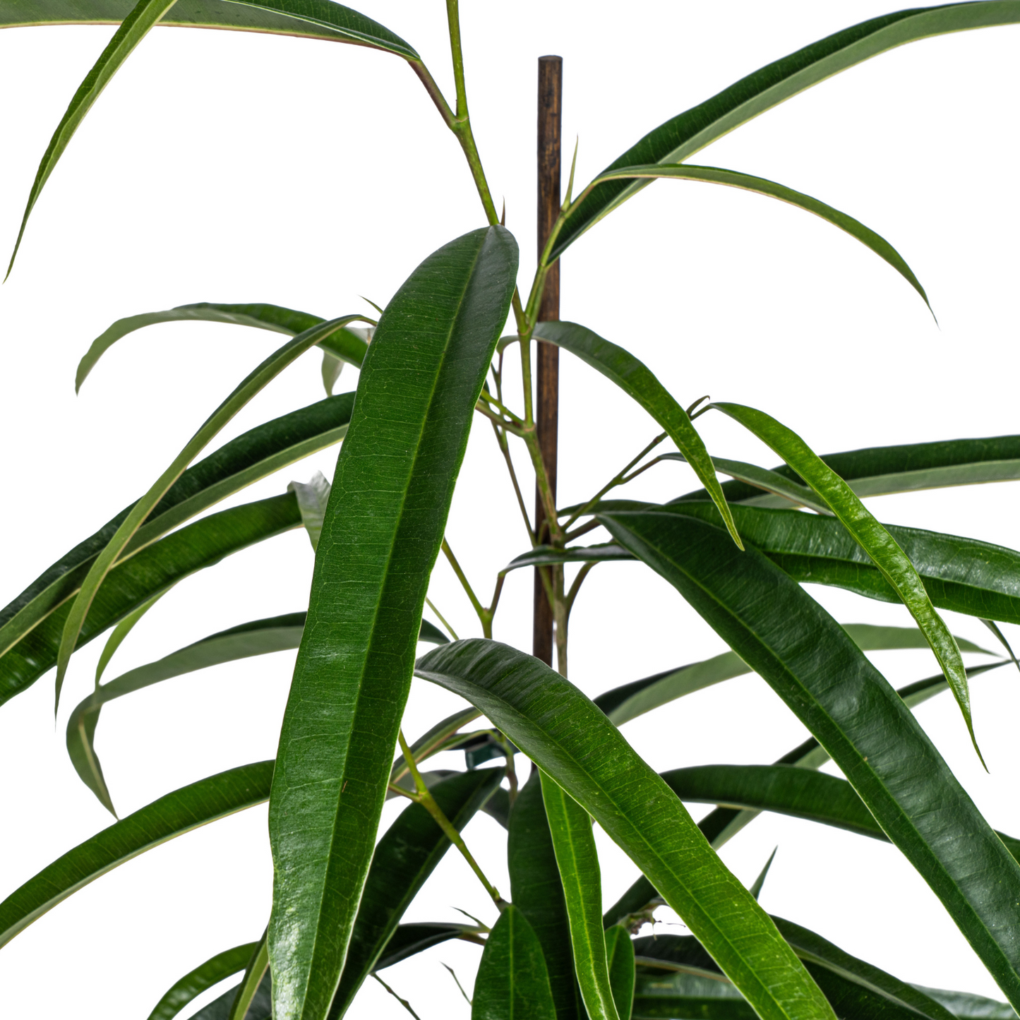 Ficus Binnendijkii Alii Ø17cm - ↕60 - 80cm 