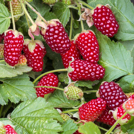 Green boutiQ - Fruit Plant - Rubus Thornless Loganberry - Thornless Raspberry - Hardy - Red Fruit - 2 Plants - Pot 15cm - Height 50cm 
