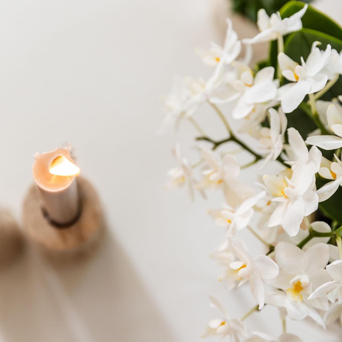 Pflanzen Set + Zierpflanzgefäße für Tischdekoration beim Dinner - Topfgröße Ø9cm & Ø6cm - Zimmerpflanze 