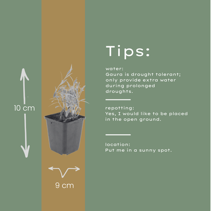 Gaura lindheimeri Prachtkerze – 12 Pflanzen – Ø9cm – Höhe 10-25cm – Sommerblühende Staude mit weißen rosa Blüten – Für Beet, Präriegarten & Kübel