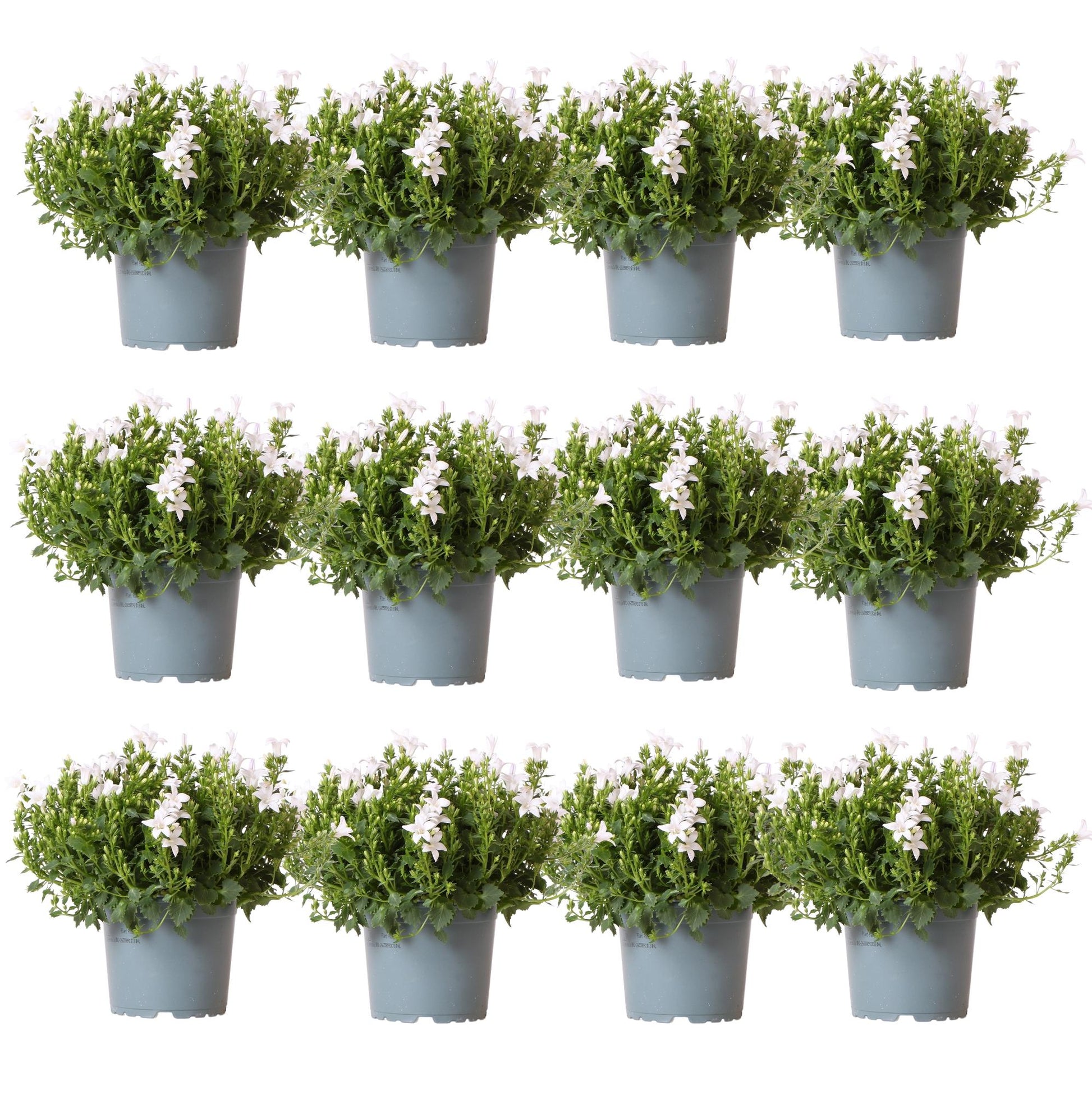 Campanula Addenda - Glockenblume weiß Topfgröße 12cm - 2m2 Bodendecker - 12 Pflanzen - Ambella Weiß - Winterhart 