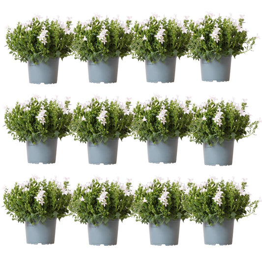 Campanula Addenda - Glockenblume weiß Topfgröße 12cm - 2m2 Bodendecker - 12 Pflanzen - Ambella Weiß - Winterhart