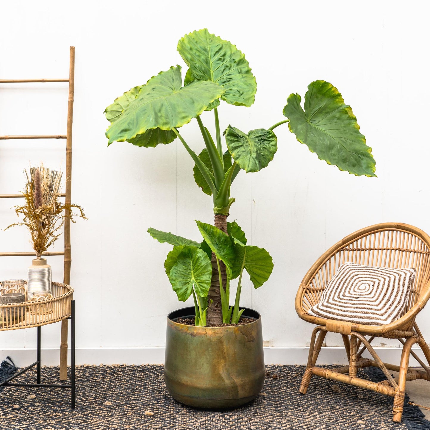 Alocasia Portodora auf Stamm – 180 cm – XL-Zimmerpflanze mit großen Blättern – Tropisches Highlight für Wohnzimmer, Büro & Empfangsbereich – Indoor Dschungel-Feeling 