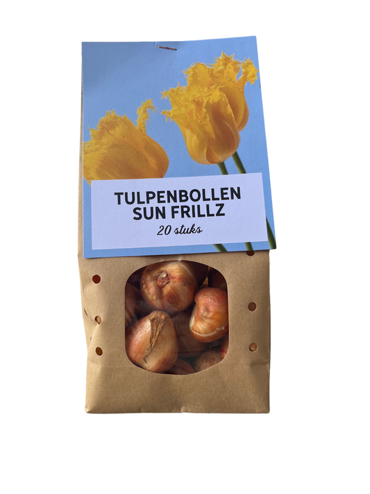 Tulpenzwiebeln 'Sun Frillz' – 20 Blumenzwiebeln – Premium-Fransen-Tulpen für Garten & Topf – Pflegeleicht & winterhart – Niederländische Blumenzwiebeln 