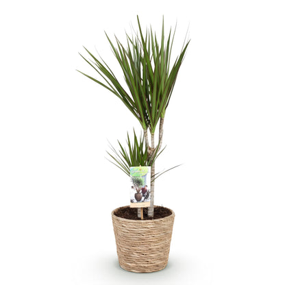 Green boutiQ - Zimmerpflanzen - Dracaena Marginata - Drachenbaum - Wenig Pflege - mit Korb - Grün - 1 Pflanze - Topf 17cm - Höhe 70-80cm 