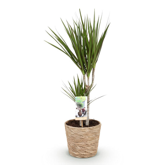 Green boutiQ - Zimmerpflanzen - Dracaena Marginata - Drachenbaum - Wenig Pflege - mit Korb - Grün - 1 Pflanze - Topf 17cm - Höhe 70-80cm 
