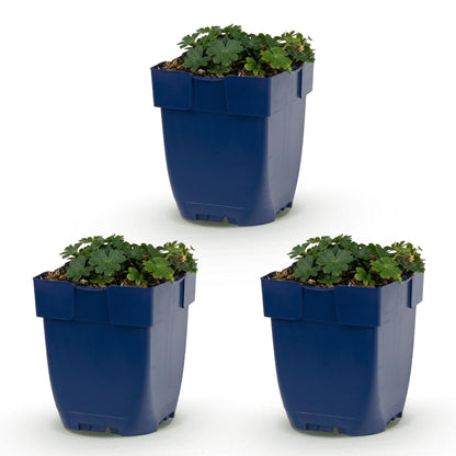 Storchschnabel 'Max Frei' – Geranium sanguineum 'Max Frei' – 3 Pflanzen – Topf Ø11cm – Bienenfreundliche Staude für Garten & Balkon