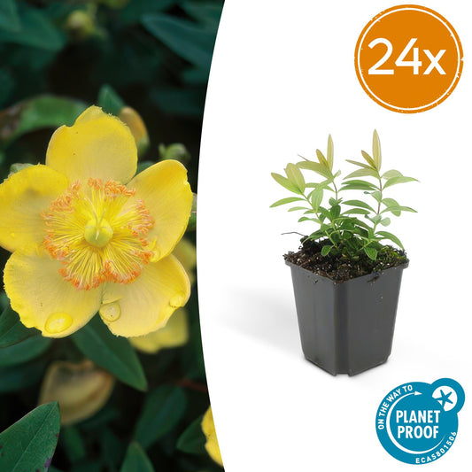 Hypericum calycinum – Gelbblühender Bodendecker – 24 Pflanzen – ↕10–25cm – Ø9cm – Robuste & pflegeleichte Pflanze für Sonne – Winterhart & schnittverträglich – Für Beete & Flächenbegrünung 