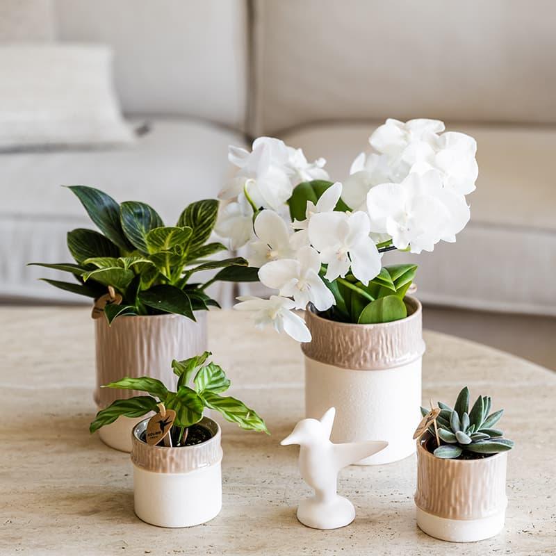 Kolibri Home | Bamboo Übertopf - Sand - Ø9cm 