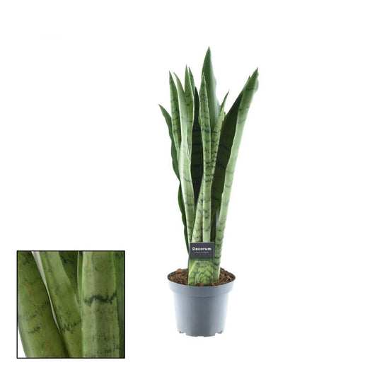 Sansevieria Spearmint – Bogenhanf – Ø14cm – ↕55cm – Pflegeleichte Zimmerpflanze mit auffälligem Blattmuster – Luftreinigend – Ideal für Wohnzimmer, Schlafzimmer & Büro 