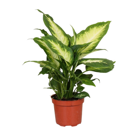 Dieffenbachie - Dieffenbachia Camilla - Zimmerpflanze - Ø12cm - ↕35cm