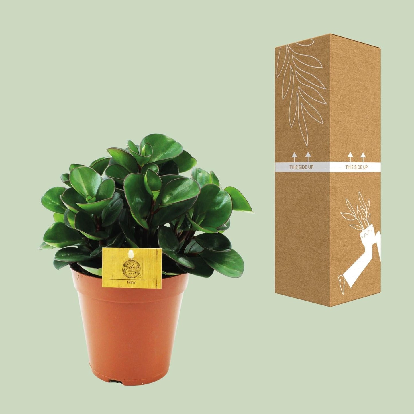 Peperomia 'Burning Bush' – Zwergpfeffer Zimmerpflanze – Ø15cm – ca. 25cm hoch – Kompakte & pflegeleichte Blattschmuckpflanze – Für halbschattige Standorte 