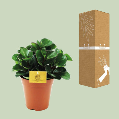 Peperomia 'Burning Bush' – Zwergpfeffer Zimmerpflanze – Ø15cm – ca. 25cm hoch – Kompakte & pflegeleichte Blattschmuckpflanze – Für halbschattige Standorte 