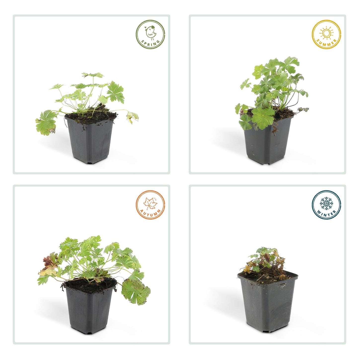 Cambridge Storchschnabel - Geranium cant. 'Biokovo' - ↕10-25cm - Ø9cm - 60 Stück