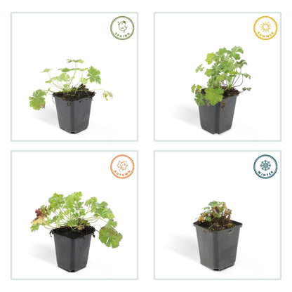 Cambridge Storchschnabel - Geranium cant. 'Biokovo' - ↕10-25cm - Ø9cm - 60 Stück