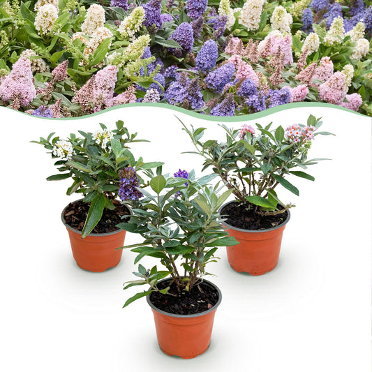 Green boutiQ - Gartenpflanze - Buddleja davidii Butterfly Candy Little Tricolour - Schmetterlingsstrauch - Kompakt - Rosa-Weiß-Blau - 3 Pflanzen - Topf 12cm - Höhe 20-25cm 