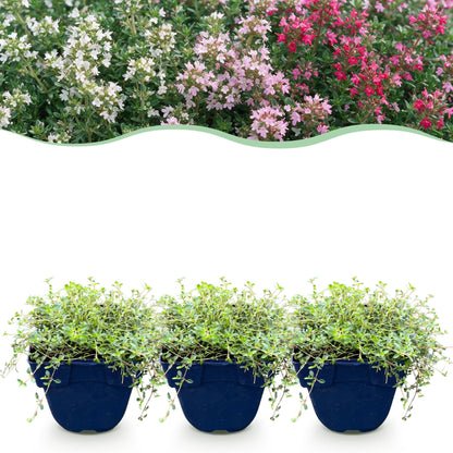 Teppich-Thymian 'Tricolour' – Thymus 'Tricolour' – 6 Pflanzen – Topf Ø11cm – Bienenfreundliche Staude für Garten & Balkon