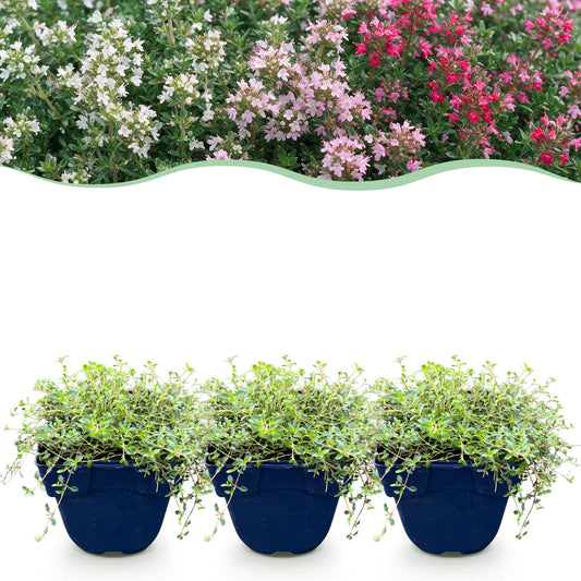 Teppich-Thymian 'Tricolour' – Thymus 'Tricolour' – 6 Pflanzen – Topf Ø11cm – Bienenfreundliche Staude für Garten & Balkon
