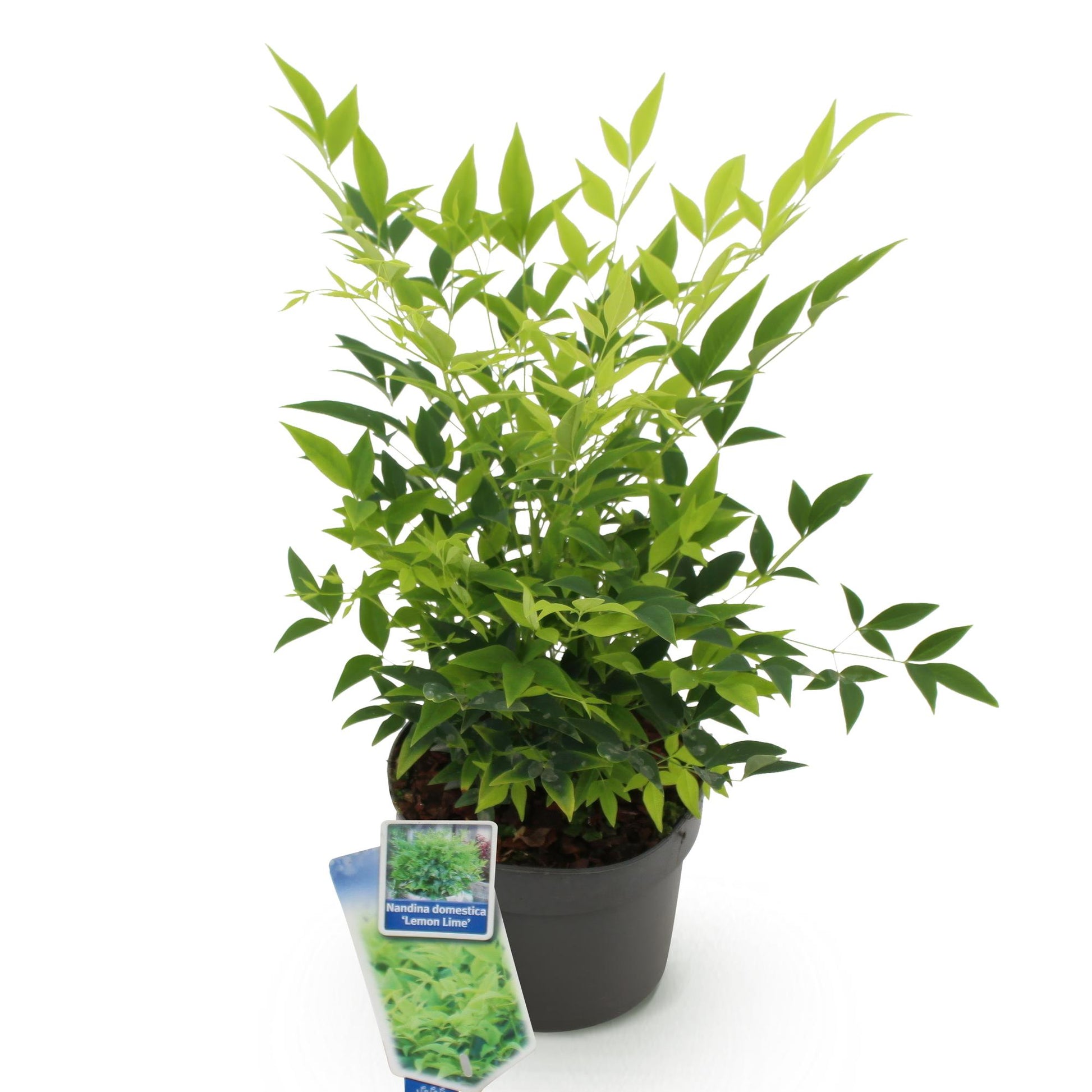 GreenboutiQ - Gartenpflanze - Nandina Lemon & Lime - Gelb - 1 Pflanze - Immergrün - Wenig Pflege - Topf 17cm Höhe 45cm 