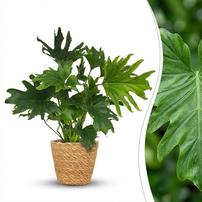 Green boutiQ - Zimmerpflanze - Philodendron - Philodendron Lickety split - Grün - Pflegeleicht - 1 Pflanze - mit Korb - Topf 19cm - Höhe 70cm 